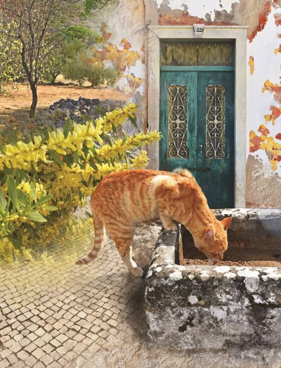 Bob Tidy - Country cat Wine Tasting and Art Exhibition at Quinta da Tôr
