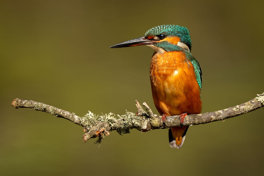 The Natural Residents of the Ria Formosa Natural Park the Common kingfisher