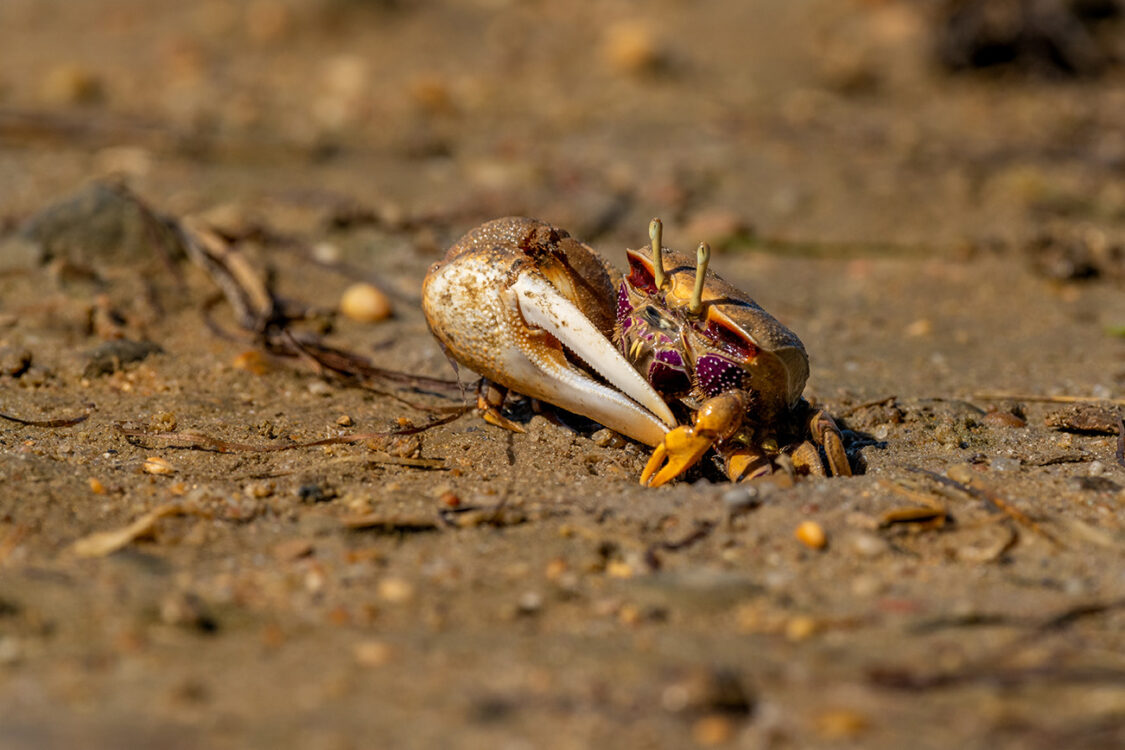 The Natural Residents of the Ria Formosa Natural Park Fiddler Crab