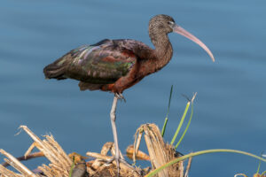 The Natural Residents of the Ria Formosa Natural Park the Glossy ibis